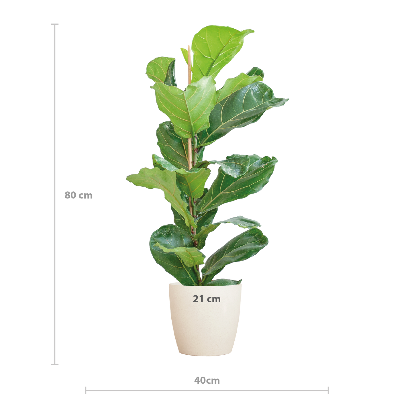 Ficus Lyrata with Potter pot white - 80cm - Ø21
