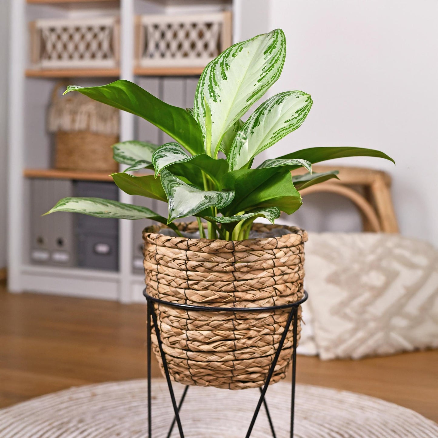 Green BoutiQ - Green is... Kamerplanten - Aglaonema Silver Bay - Zilverblad - Weinig onderhoud - Groen - 1 Plant - Pot 17cm - Hoogte 70-75cm