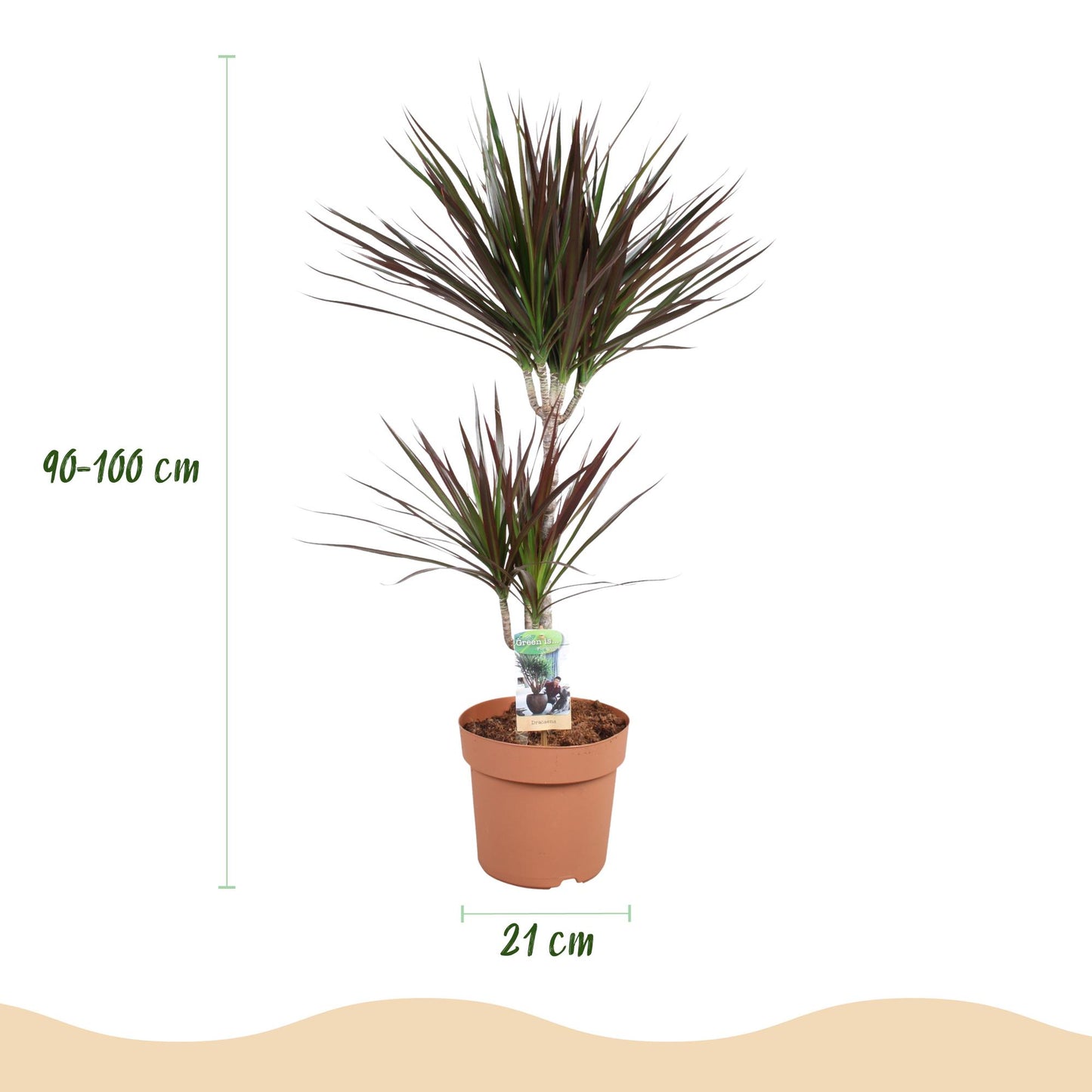 Green BoutiQ - Green is... Houseplants - Dracaena Magenta - Dragon Blood Tree - Low maintenance - Green - 1 Plant - Pot 21cm - Height 90-100cm