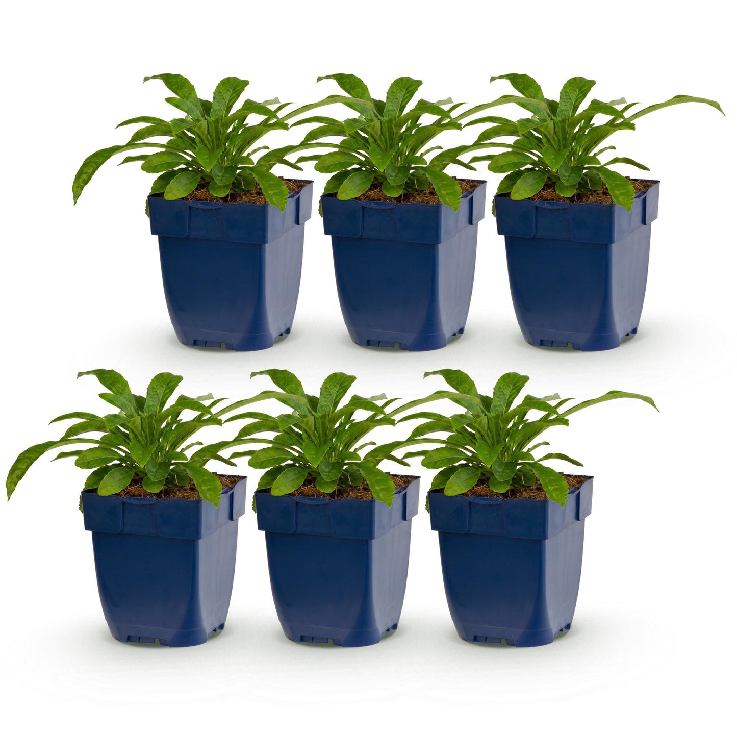 Green boutiQ - Plante vivace - Campanula pers. Alba - Campanule à feuilles de pêché - Attire les abeilles et les papillons - Blanc - 6 Plantes - Pot 11cm - Hauteur 15-25cm