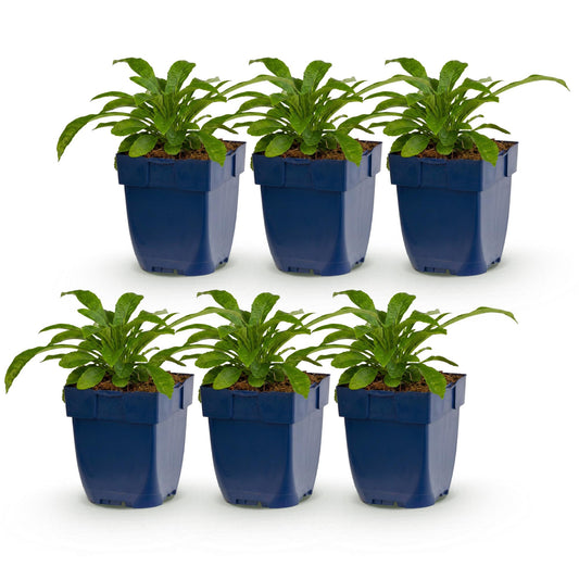 Green boutiQ - Plante vivace - Campanula pers. Alba - Campanule à feuilles de pêché - Attire les abeilles et les papillons - Blanc - 6 Plantes - Pot 11cm - Hauteur 15-25cm