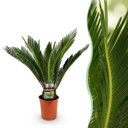Houseplant - Cycas revoluta - Sago Palm - Low Maintenance - Green - 1 - Pot 17cm - Height 55-65cm