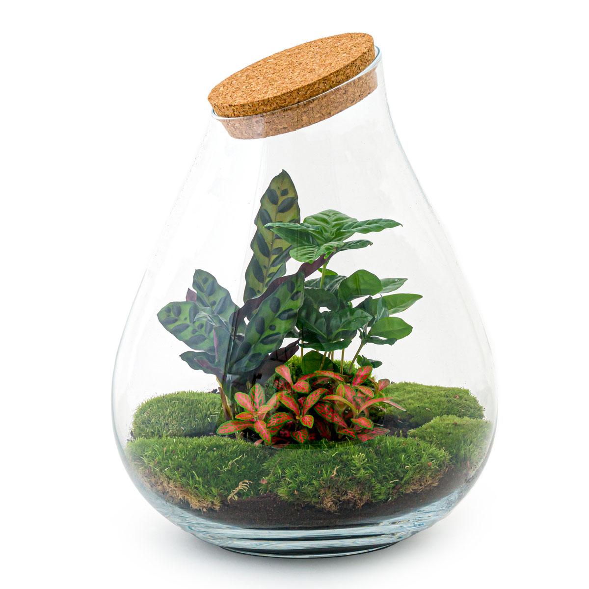 DIY Plant terrarium - Drop XL Palm - Ø 24 cm ↑ 37 cm - Rake + Shovel + Tweezer + Scissors