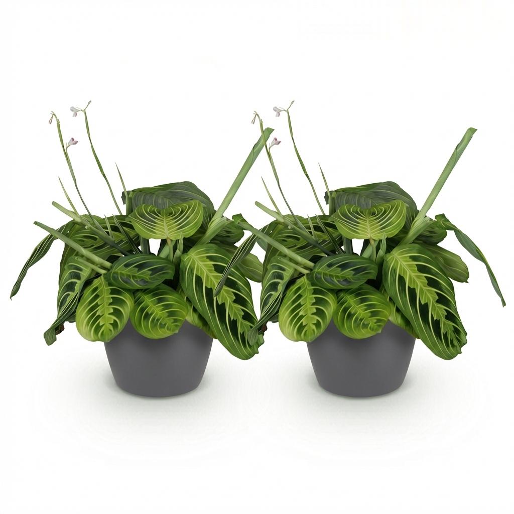 Pianta d'appartamento - Maranta Fascinator Lemon Lime - Pianta della preghiera - Pianta amica degli animali domestici - Verde - 2 Piante - con Vaso Grigio - Vaso 12cm - Altezza 25cm