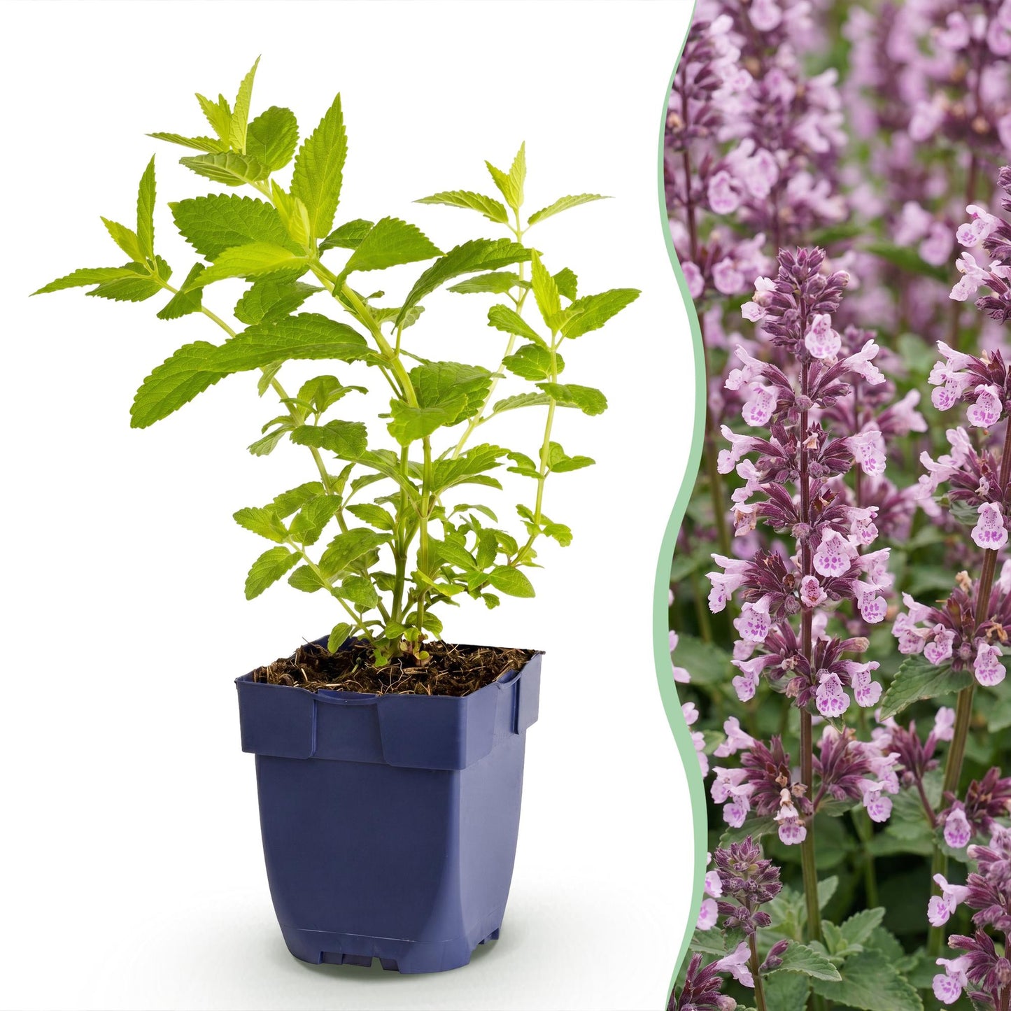 Vasteplant - Nepeta sib. Wild Orchid - Kattenkruid - Bijen en Vlinderlokkers - Roze - 1 Plant - Pot 11cm - Hoogte 15-25cm
