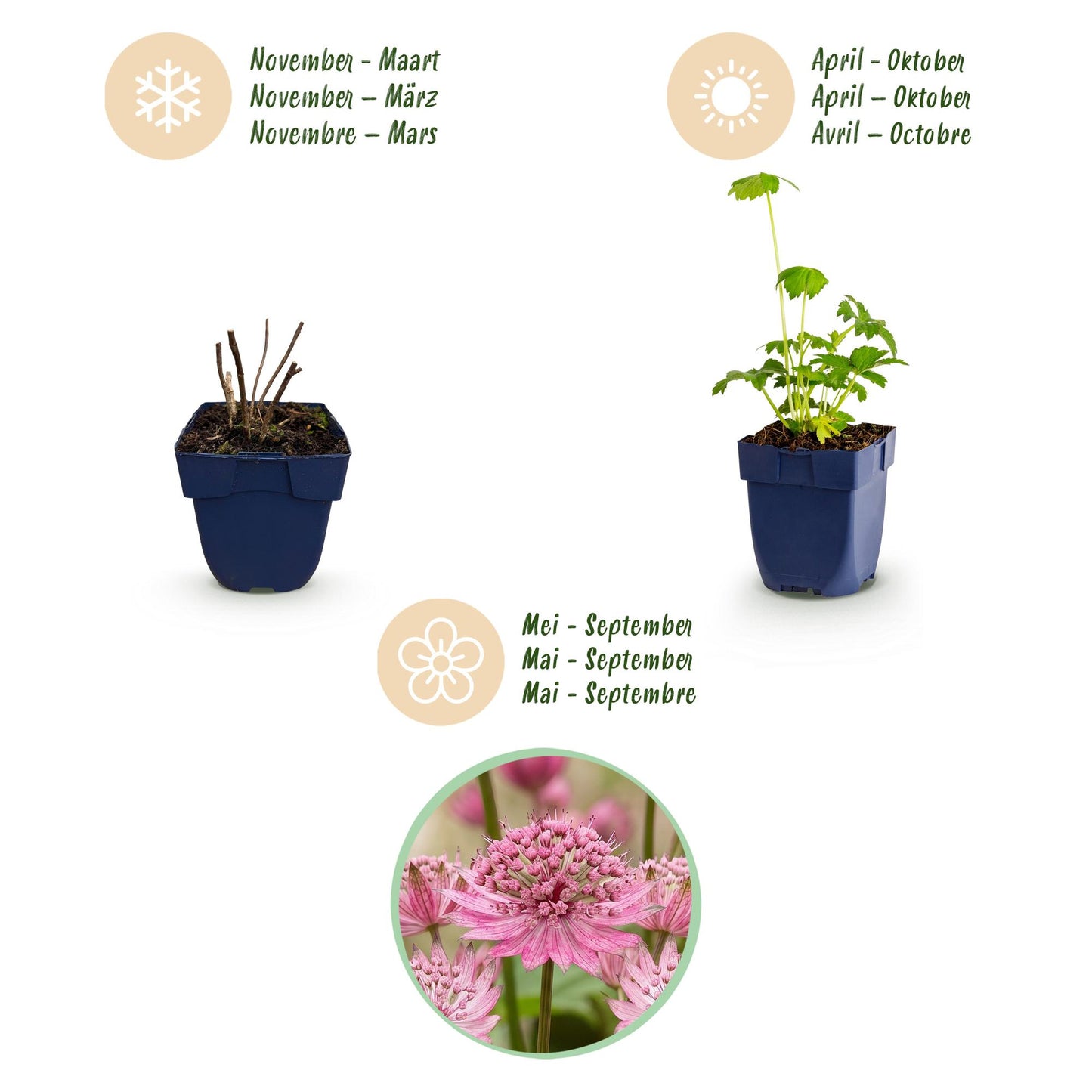 Perennial - Astrantia major - Masterwort - Shade - White-Pink - 6 Plants - 11cm Pot - Height 15-25cm