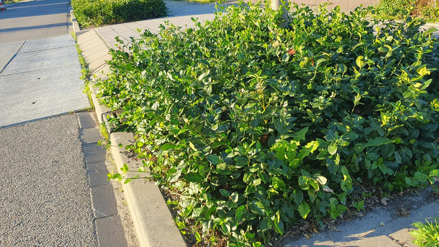 48x Euonymus fort. 'Coloratus' - ↕10-25cm - Ø9cm