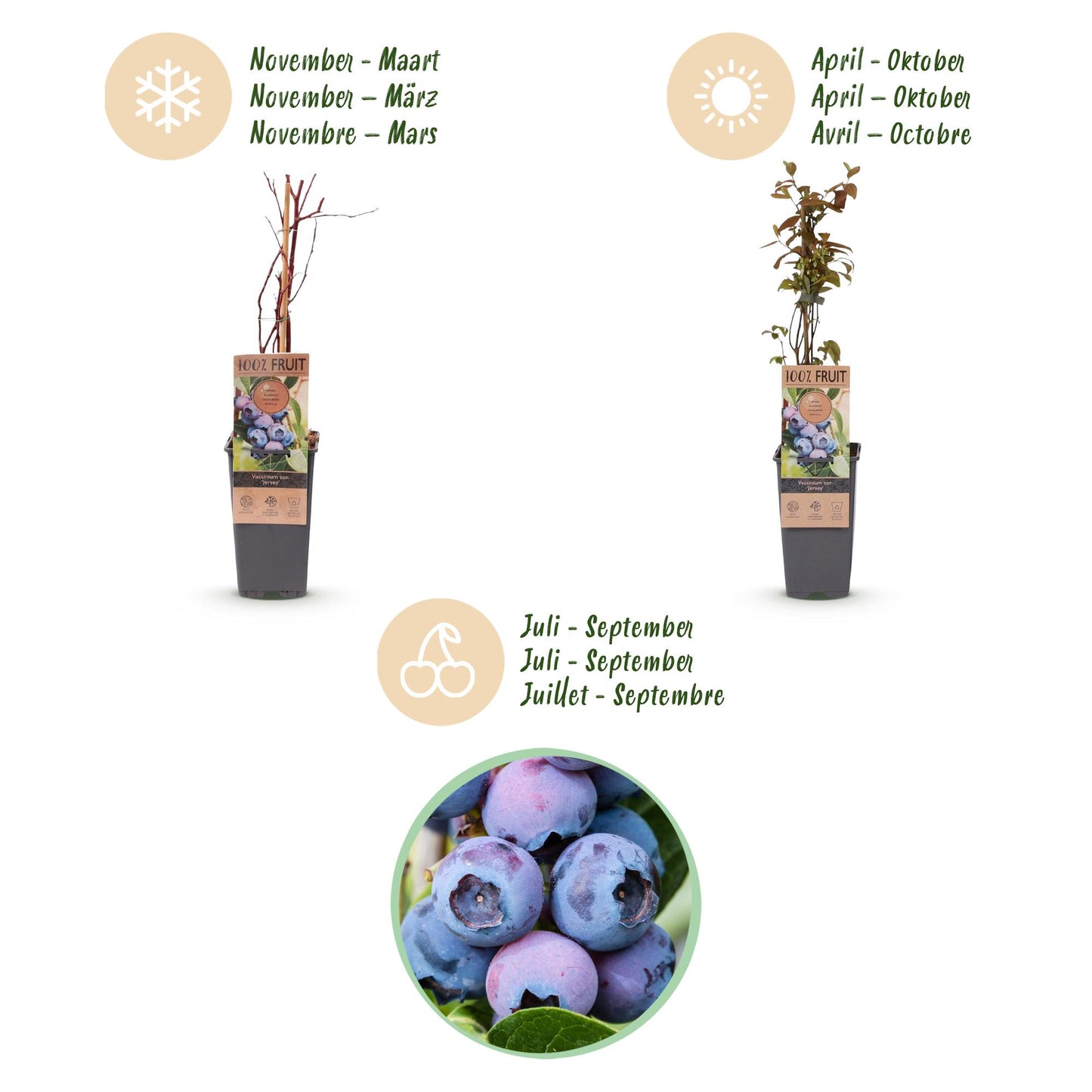 Fruit Plant - Vaccinium corymbosum Jersey - Blueberry - Hardy - Blue Berry - 2 Plants - Pot 15cm - Height 50cm