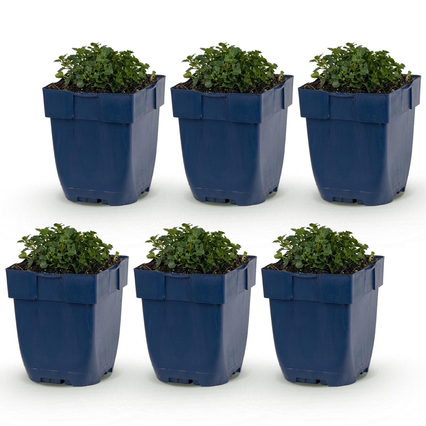Green boutiQ - Plante vivace - Campanula portenschlagiana - Clocheton feuilles de pêche - Couvrant de sol - Rose - 6 Plantes - Pot 11cm - Hauteur 15-25cm