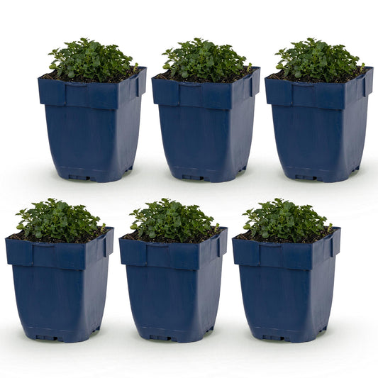 Green boutiQ - Plante vivace - Campanula portenschlagiana - Clocheton feuilles de pêche - Couvrant de sol - Rose - 6 Plantes - Pot 11cm - Hauteur 15-25cm