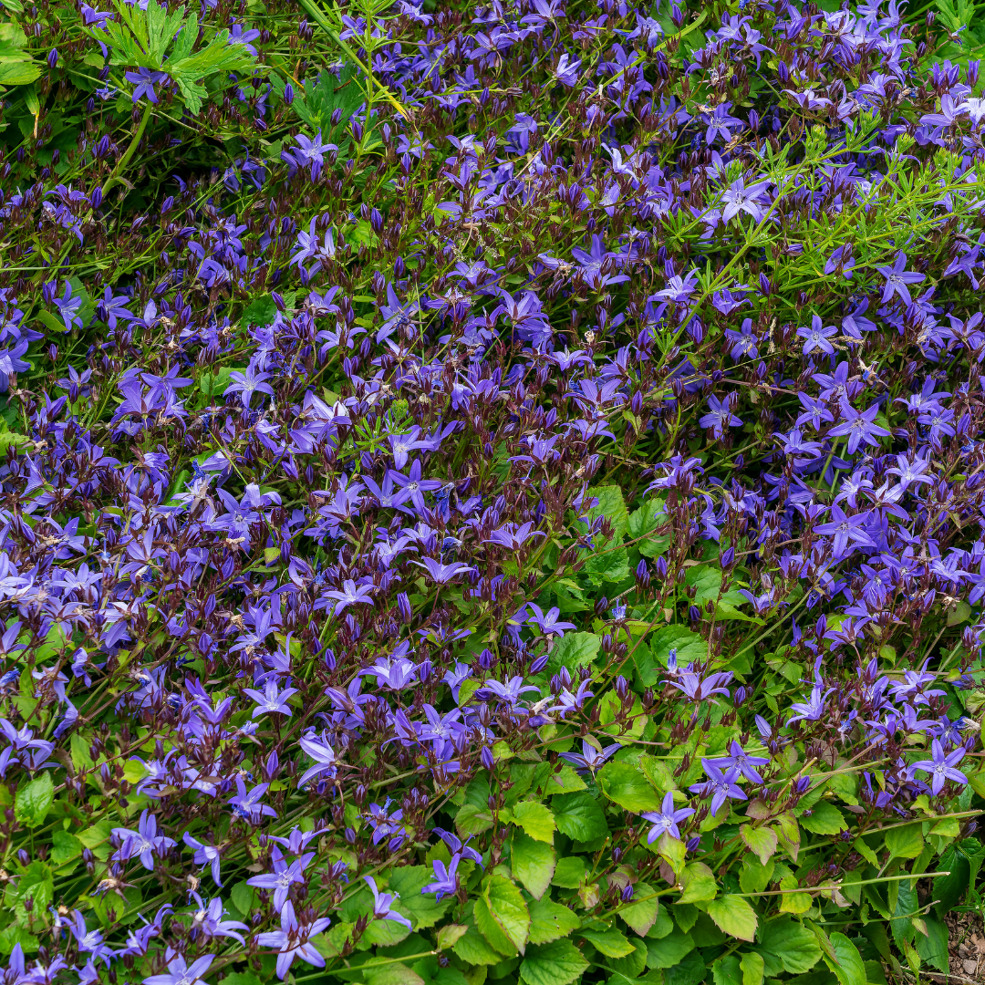 24x Campanula poscharskyana - ↕10-25cm - Ø9cm