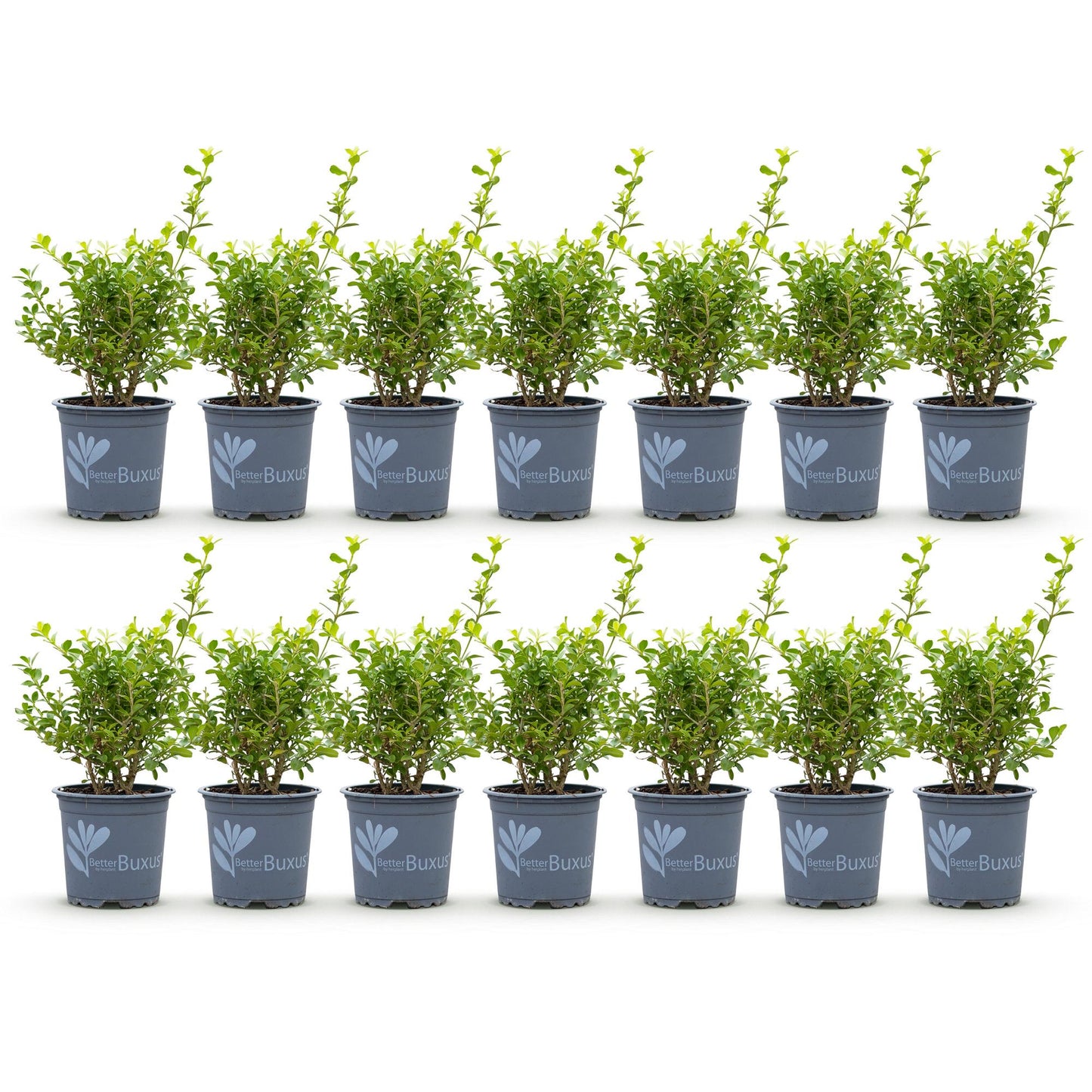 Green boutiQ - Buxus Hedge - BetterBuxus Babylon Beauty - Resistant to Boxwood Blight - 14 plants - 2 linear meter - pot 10.5cm height 25-30