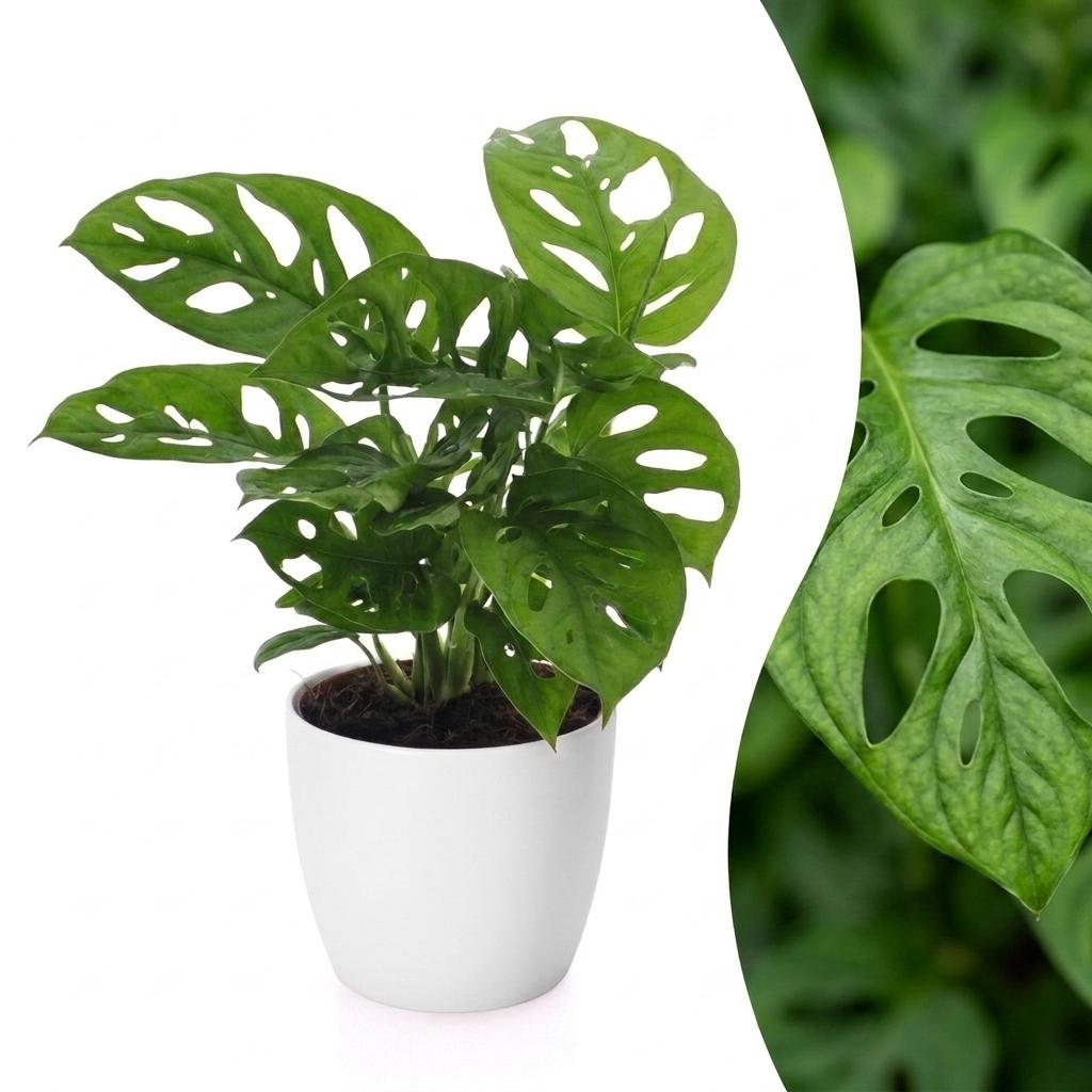 Monstera Adansonii - Rhaphidophora Tetrasperma - 1 Plant - with Pot White - Pot 12cm - Height - 25cm