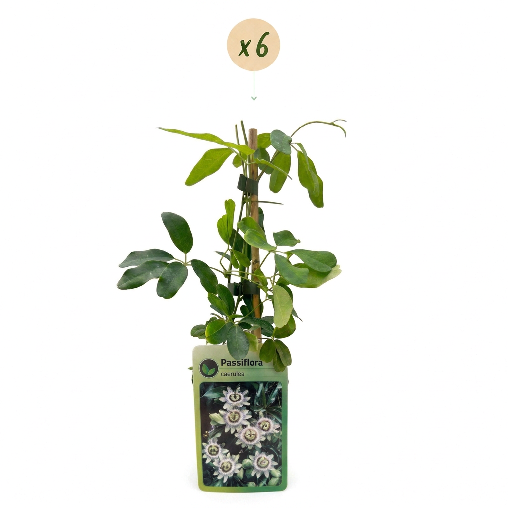 6x Passiflora caerulea - Passiflora blu - Bianco - Viola - Pianta rampicante - Ø9cm - ↕35cm