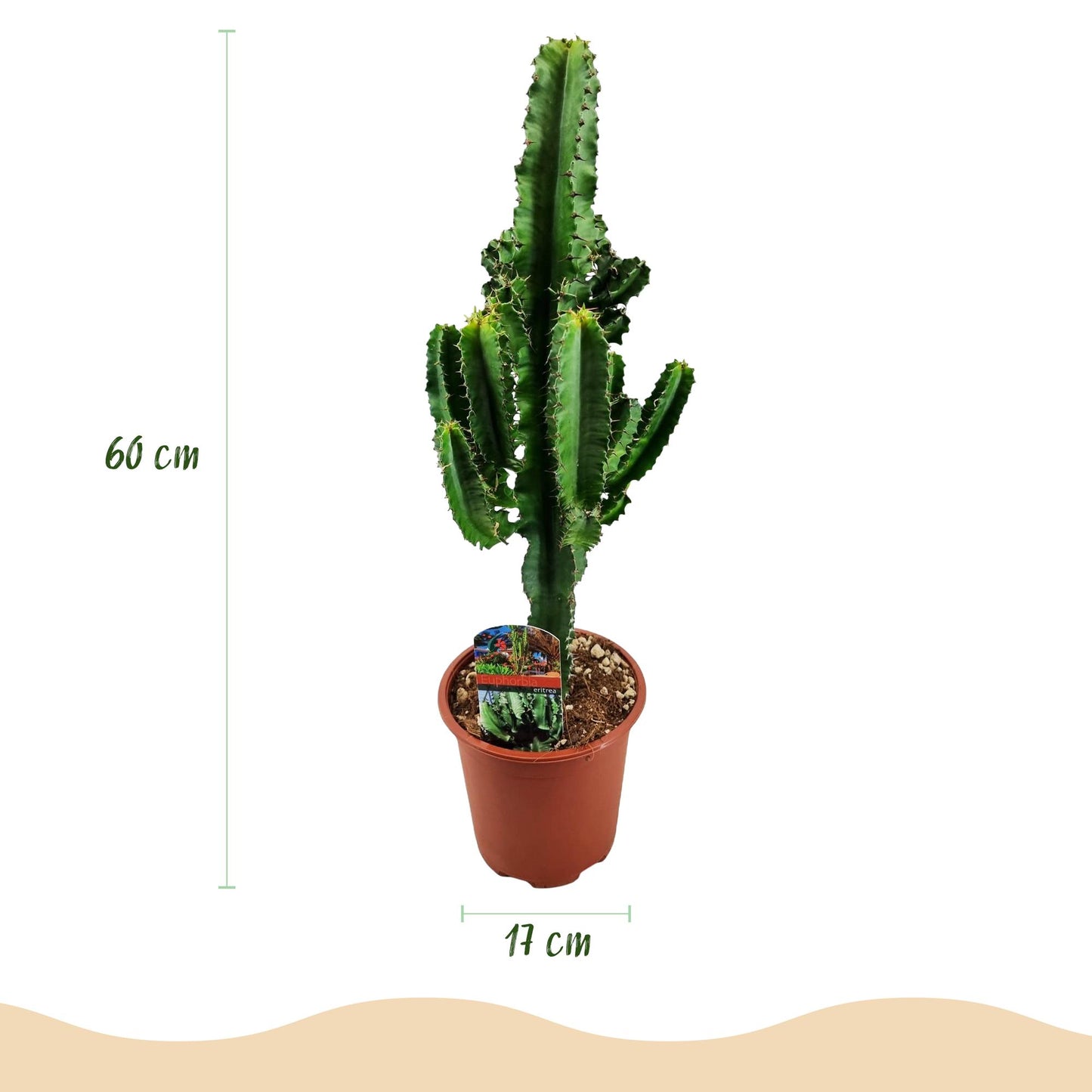 Green boutiQ - Houseplant - Euphorbia eritrea - African milk bush - Low maintenance - Green - 2 - Pot 17cm - Height 60cm
