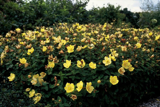 60x Hypericum dummeri 'Peter Dummer' - ↕10-25cm - Ø9cm