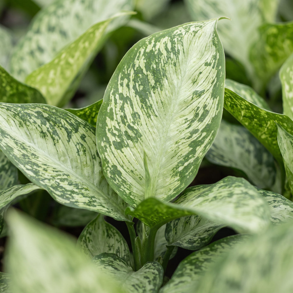 Dieffenbachia Snow - Dieffenbachia neve - Verde - Tropicale - Ø6cm - ↕15cm