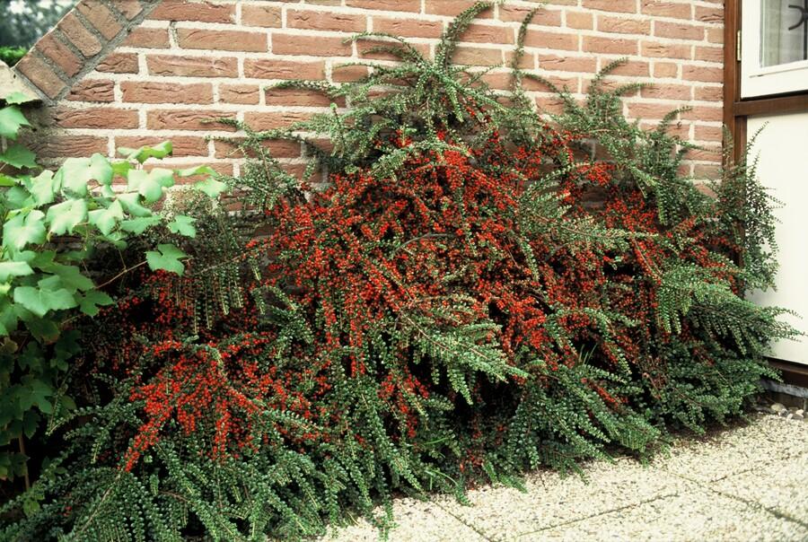48x Cotoneaster horizontalis - ↕10-25cm - Ø9cm