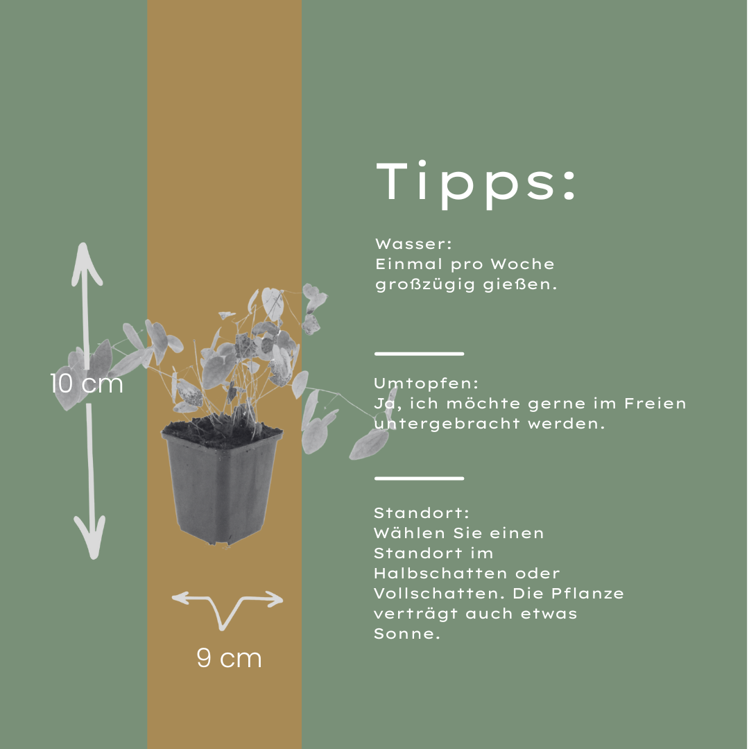 60x Epimedium y. 'Niveum' - ↕10-25cm - Ø9cm