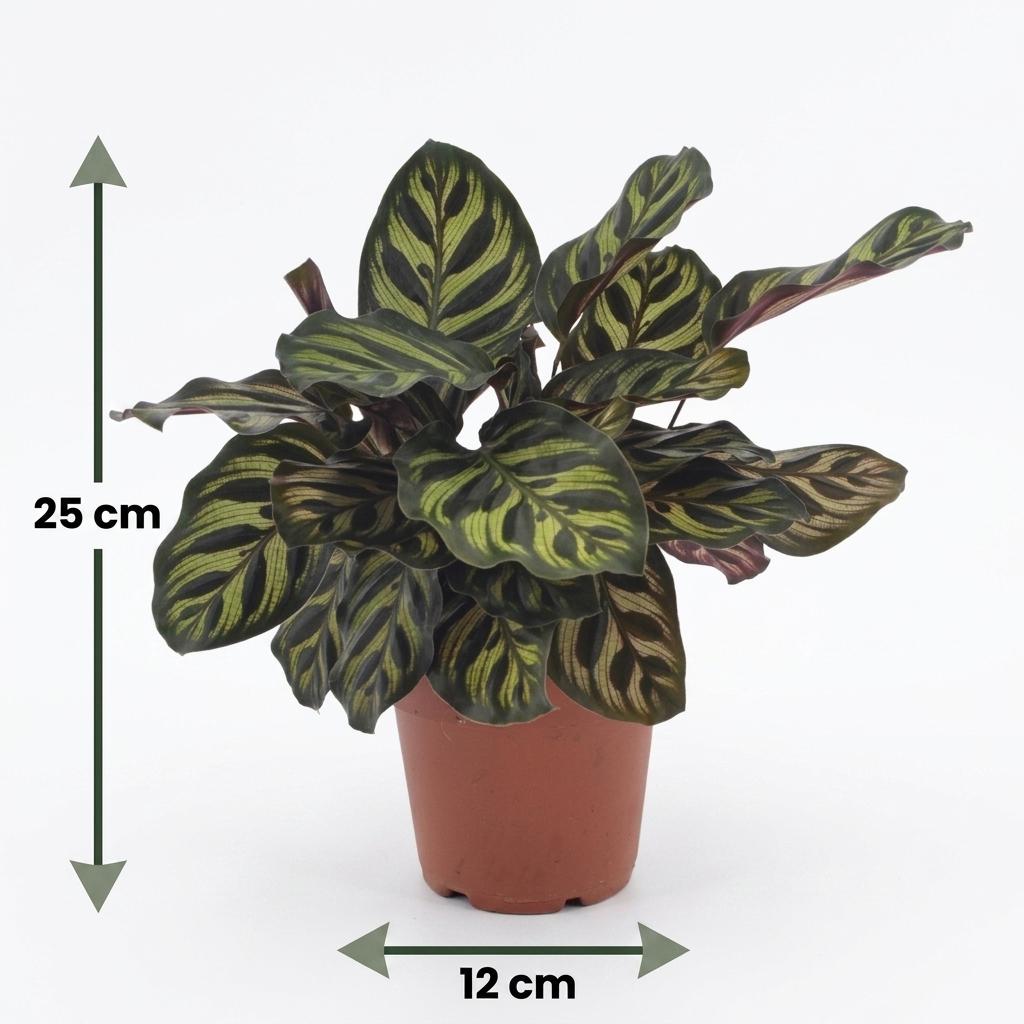 Calathea Makoyana - Pauwenplant - 2 Planten - met Potter Grijs - Pot 12cm - Hoogte 25cm