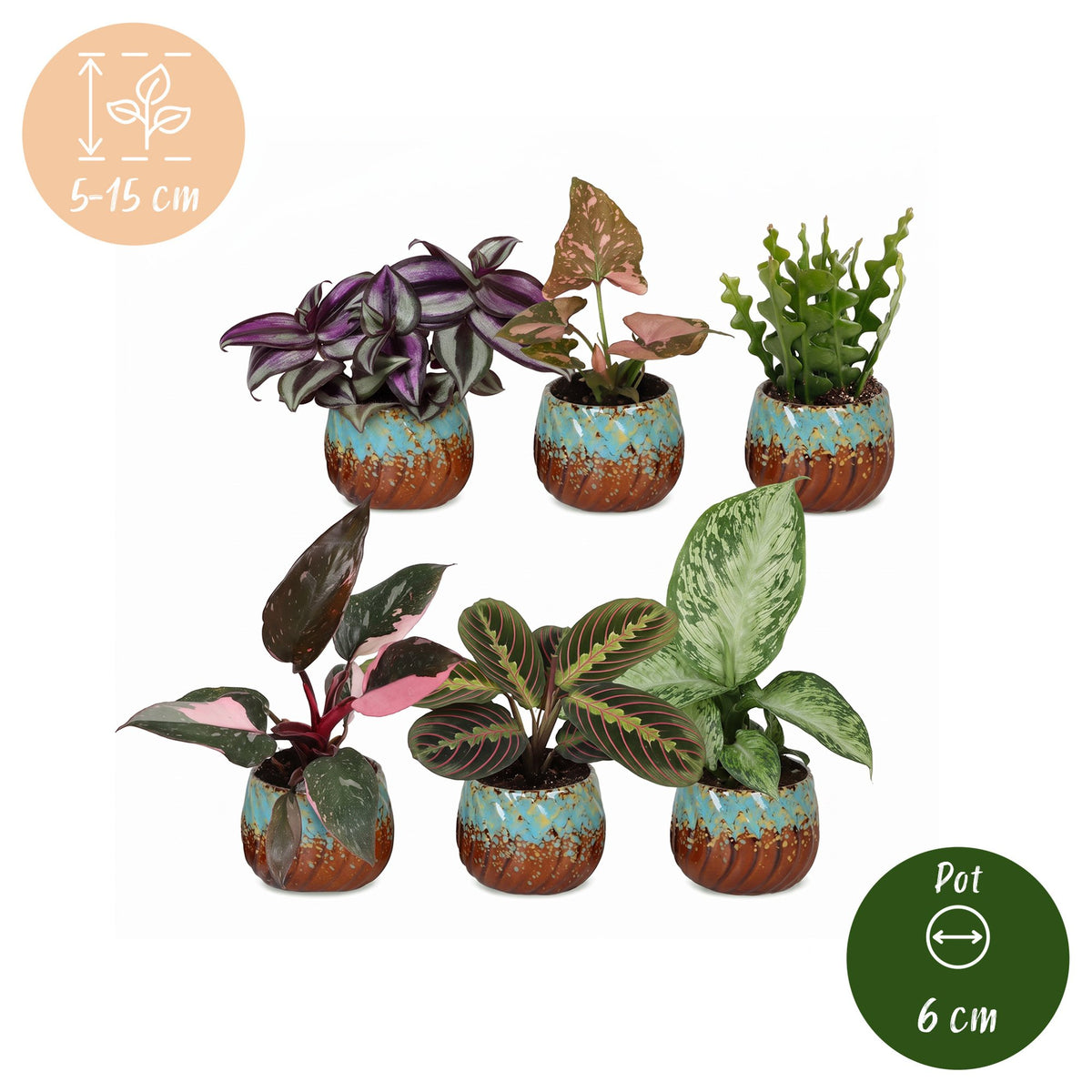 6x Baby Plants Surprise Box - Verrassingsbox kleine planten - Diversen - Tropisch - incl. Copper Reef - Ø6cm - ↕5-15cm