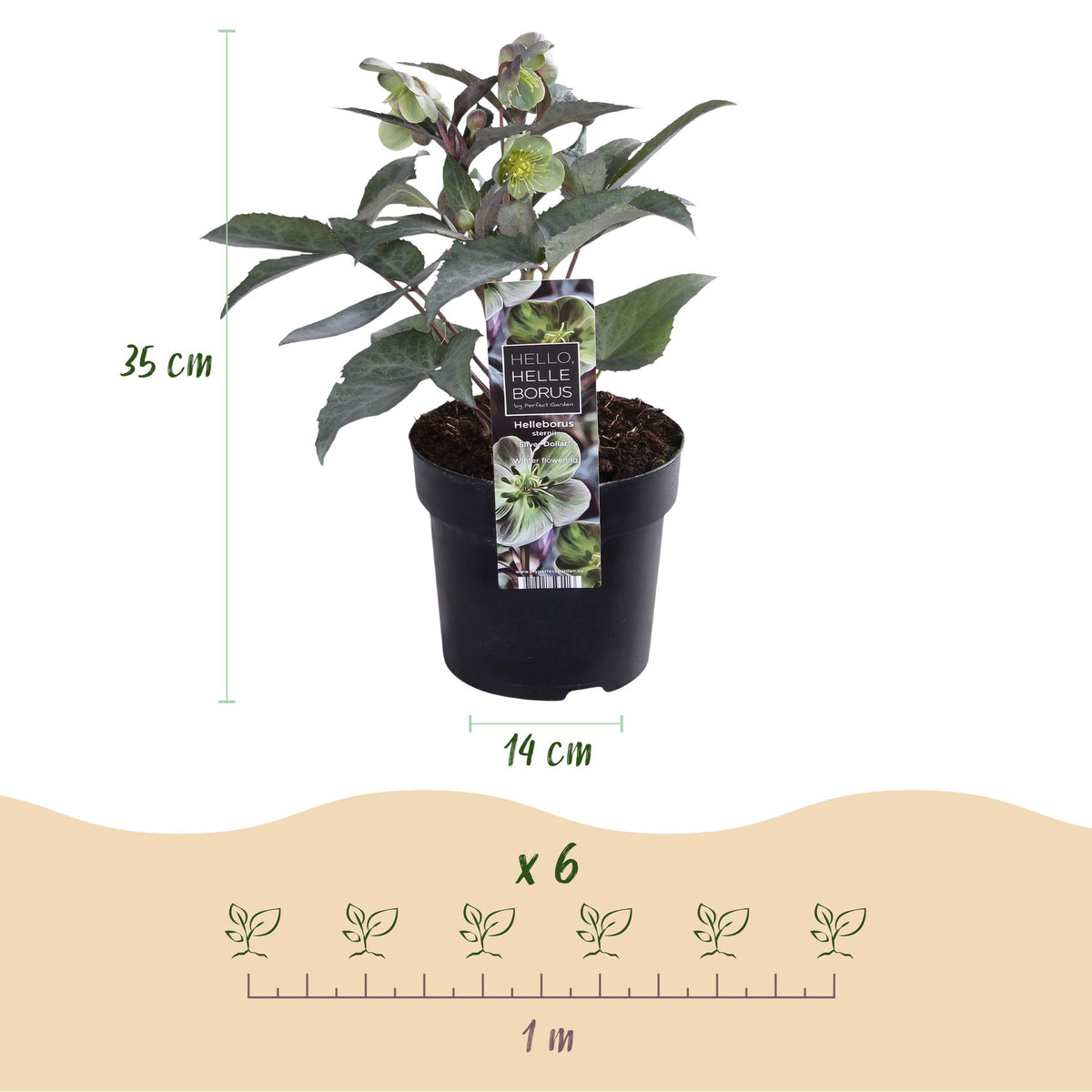 Green boutiQ - Tuinplant - Lenten Rose Helleborus sternii Silver Dollar - Groene  Bloem -1 Plant - Groenblijvend - Pot 14cm Hoogte 35cm