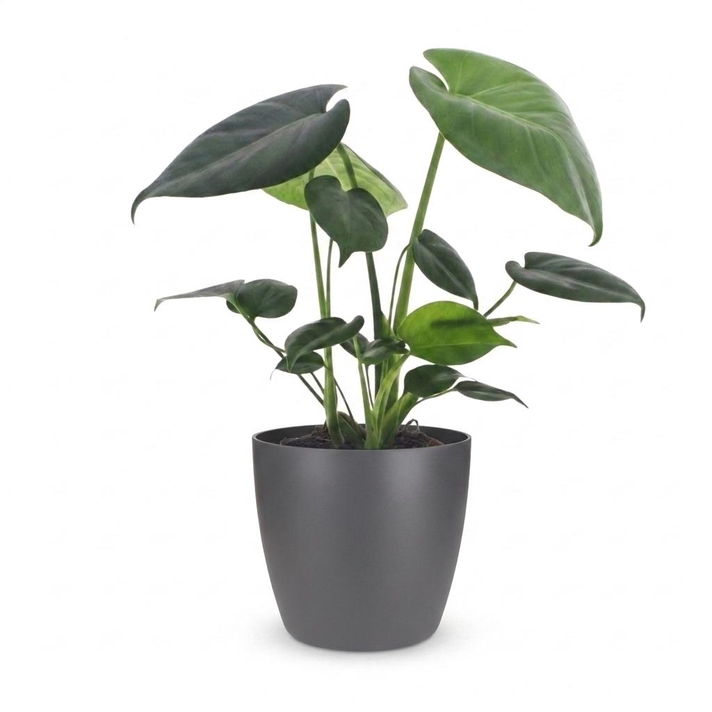 Monstera Deliciosa - Gatenplant - 1 Plant - met Potter Grijs - Pot 12cm - Hoogte - 30cm