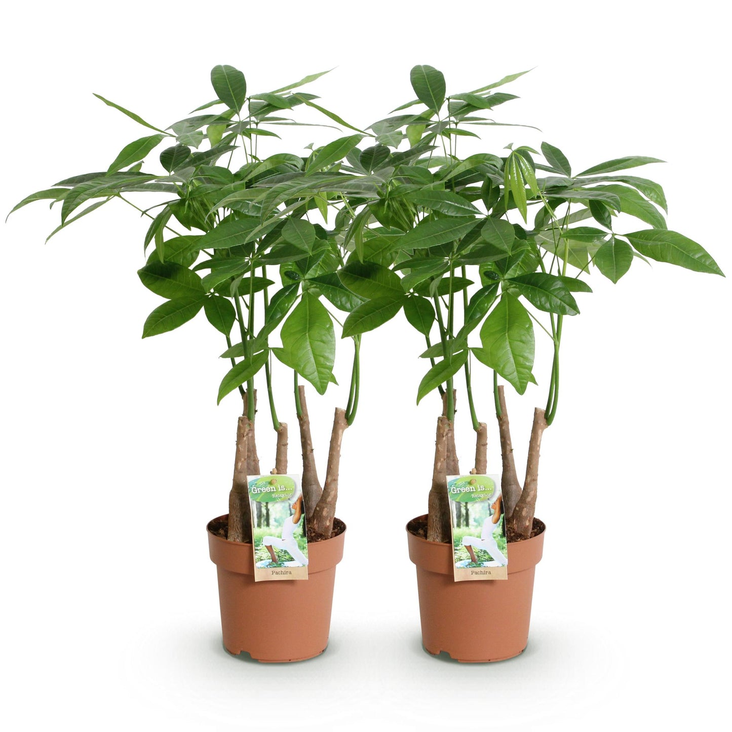 Green BoutiQ - Green is... Houseplants - Pachira Aquatica multi stem - Money Tree - Low maintenance - Green - 2 Plants - Pot 17cm - Height 50-55cm