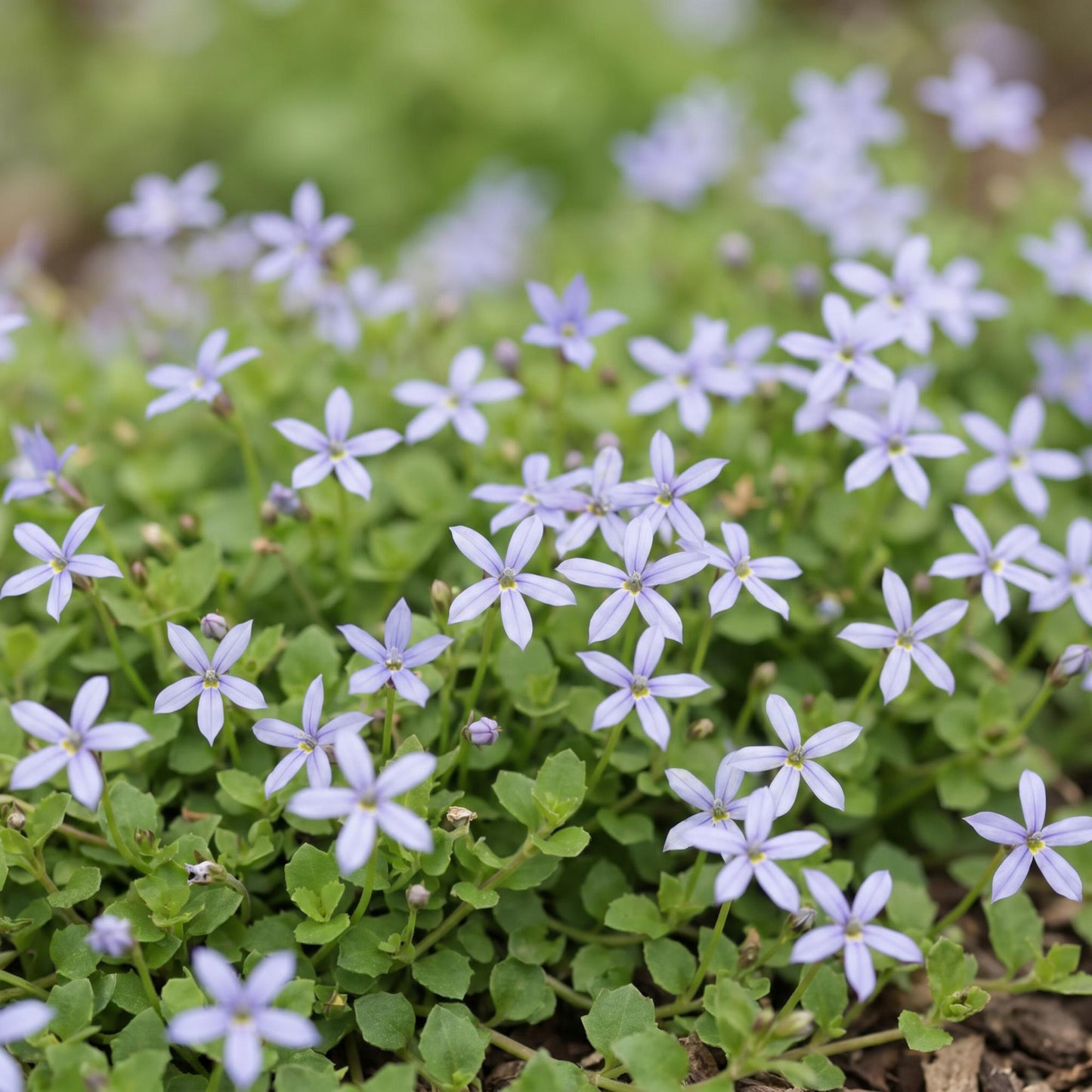 Perennial - Isotoma fluviatilis - Blue Star Creeper - Rock Plants - Light Blue - 24 Plants - Pot 11cm - Height 15-25cm
