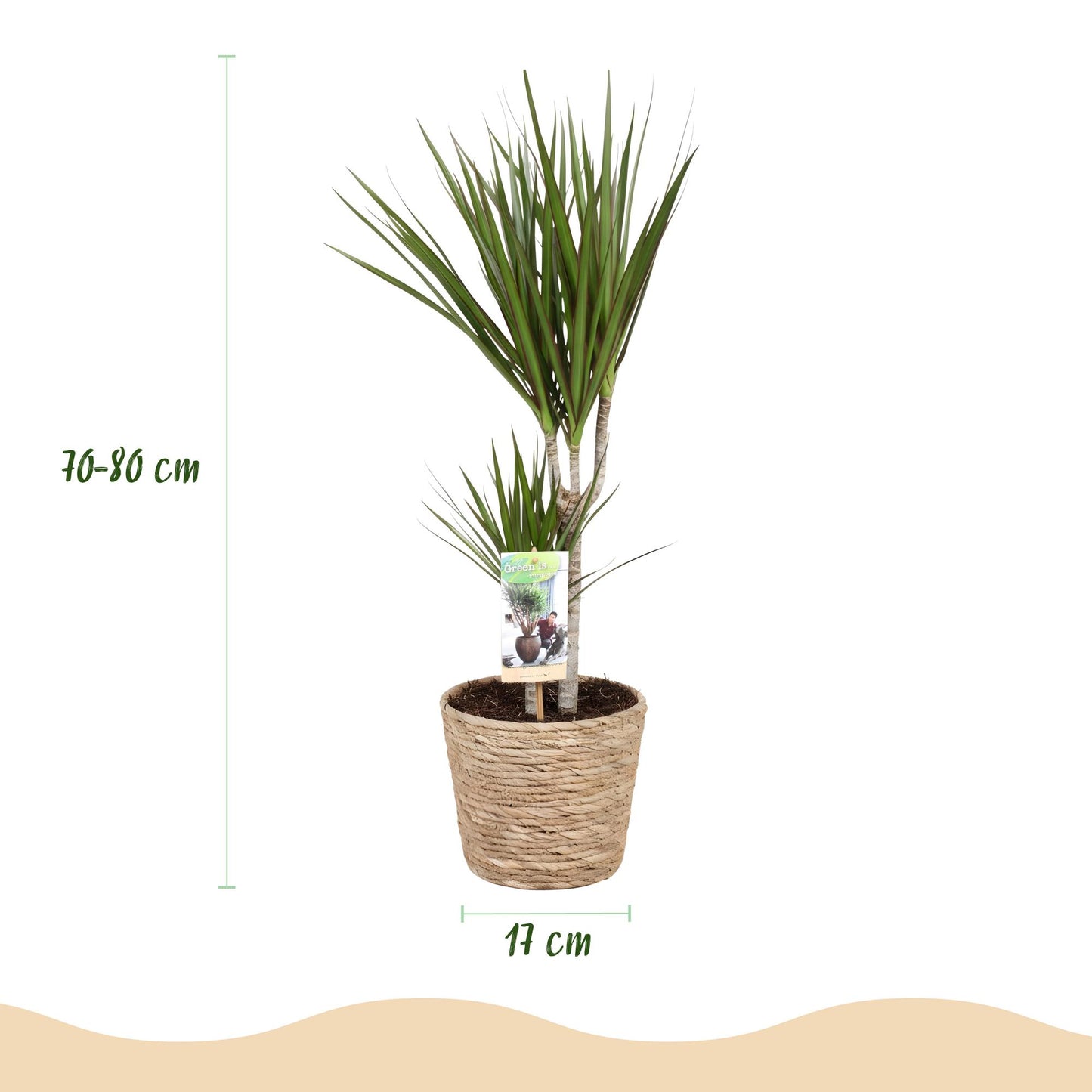Green boutiQ - Houseplants - Dracaena Marginata - Dragon Blood Tree - Low maintenance - with basket - Green - 2 Plants - Pot 17cm - Height 70-80cm