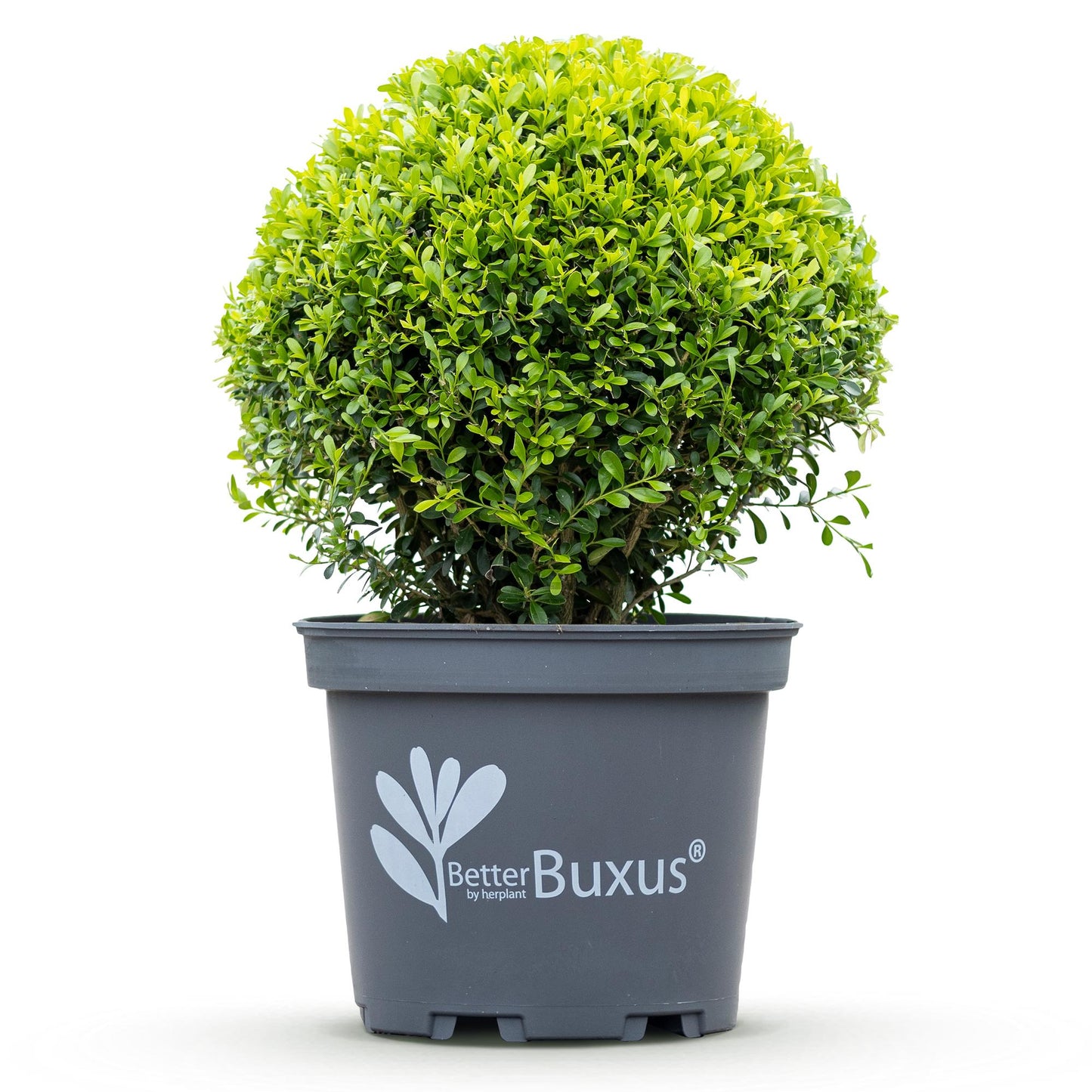 Green boutiQ - Buxus Ball - BetterBuxus Skylight - Resistant to Buxus Blight - 1 plant - pot 26cm ball 30cm