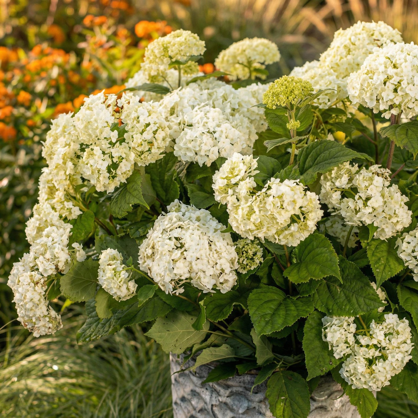 Green boutiQ - Garden Plant - Hydrangea arborescens FlowerWOW - Hydrangea - Hardy - White - 3 Plants - Pot 14cm - Height 20-30cm