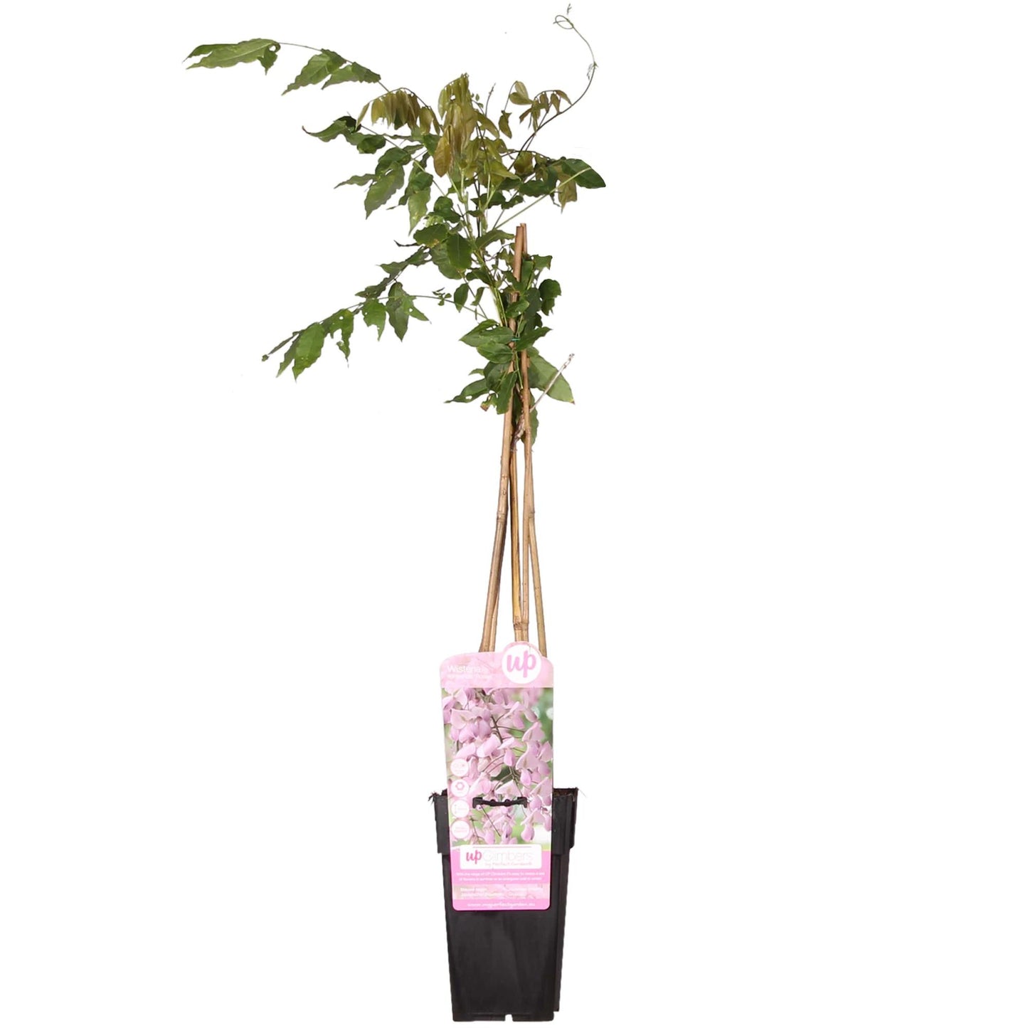 Wisteria floribunda 'Rosea' - Glicine rosa - Ø15cm - ↕65cm