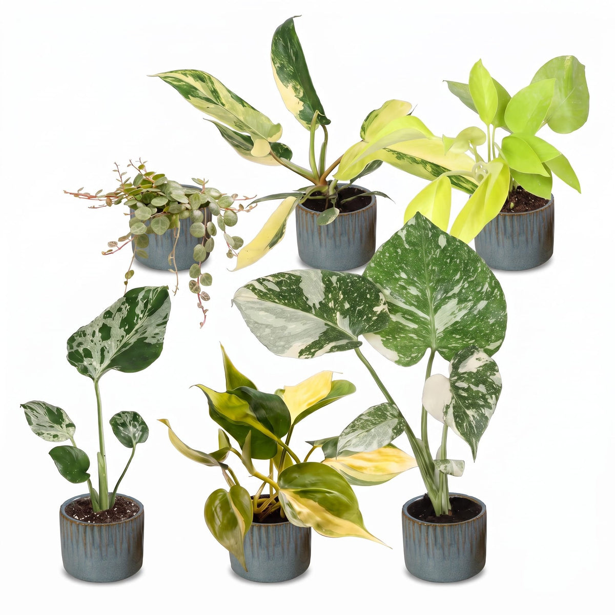 6x Baby Tropical Mix - Assorted - Tropical - incl. Linnea Misty Blue - Ø6cm - ↕10-15cm