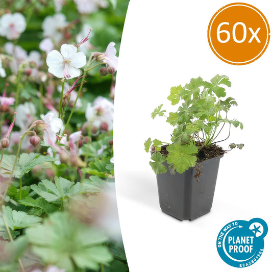 60x Geranio cant. 'Biokovo' - ↕10-25cm - Ø9cm