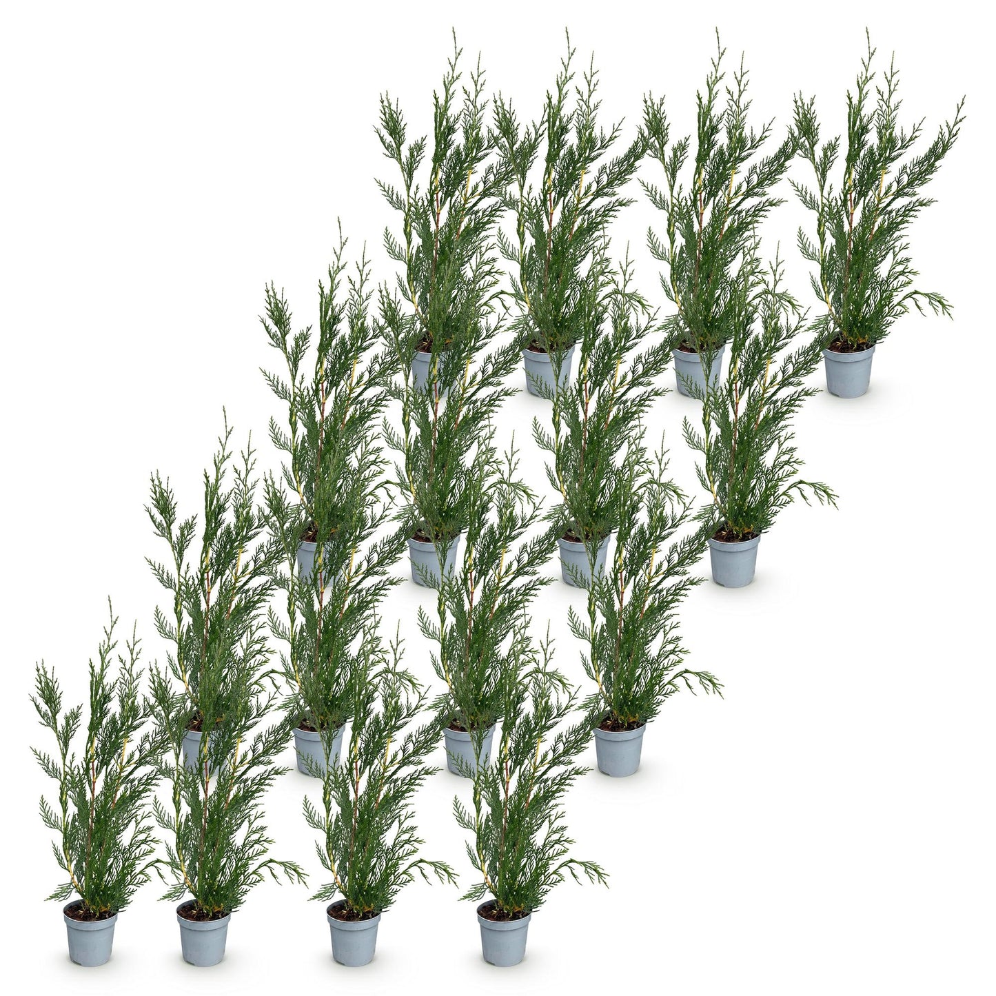 Green boutiQ - 16x Cupressocyparis leylandii 2011 - Leylandii - Piante da siepe - Sempreverde - Verde - Vaso 9cm - Altezza 30-40cm