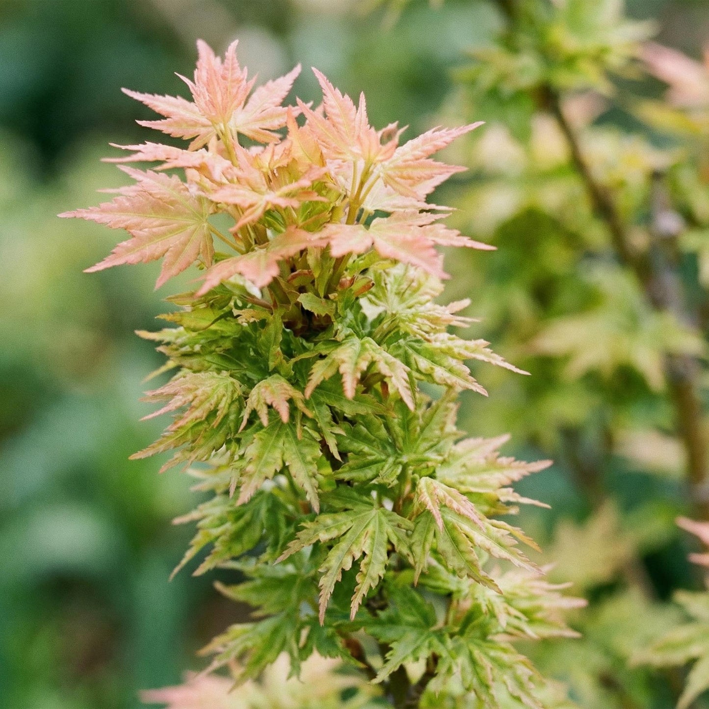 Pianta da giardino - Acer palmatum Koto Hime - Acero giapponese - Deciduo - Verde - 1 - Vaso 26cm - Altezza 90cm