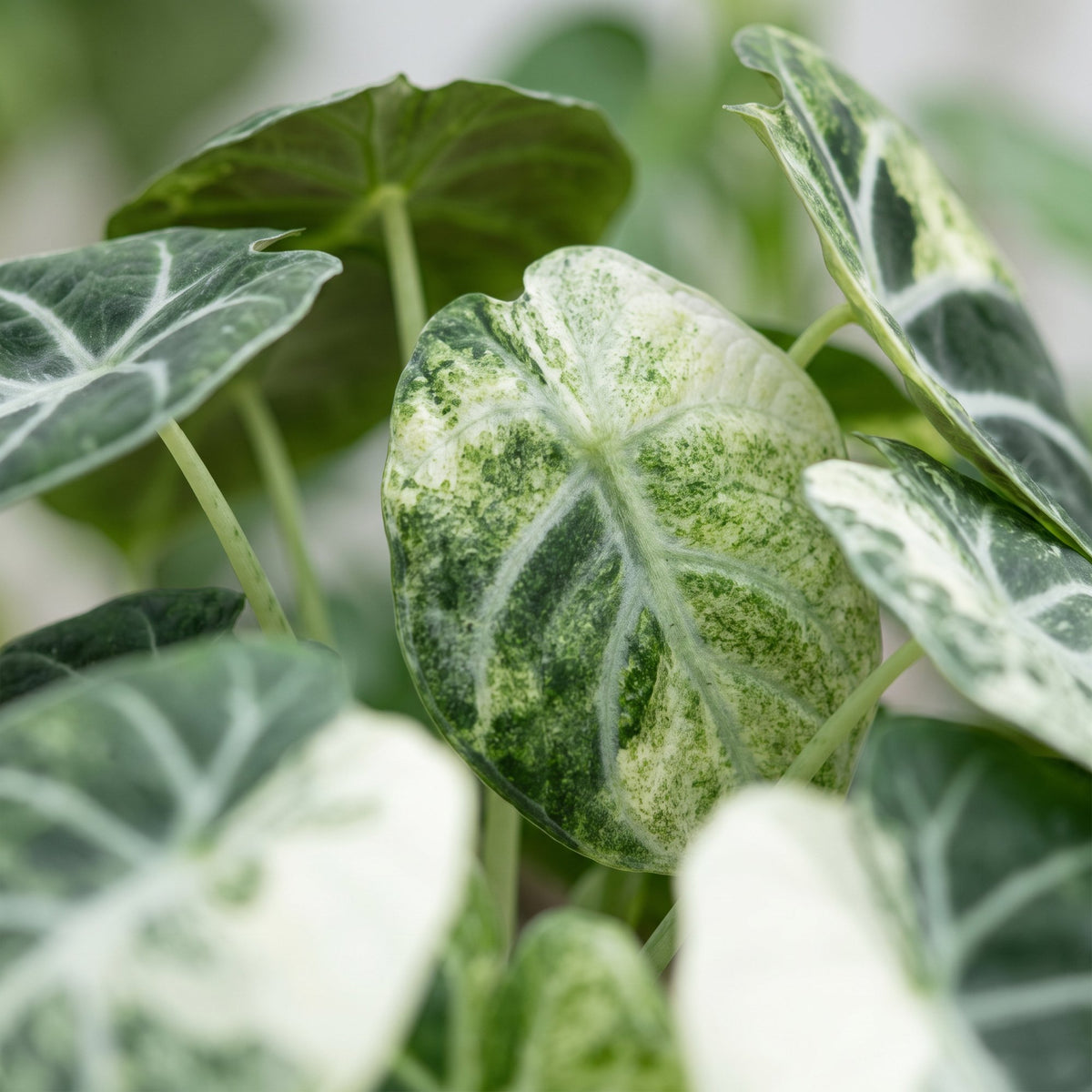 Alocasia Ninja Variegata - Alocasia Ninja Variegata - Zwart - Variegata - Tropisch - Ø6cm - ↕5cm