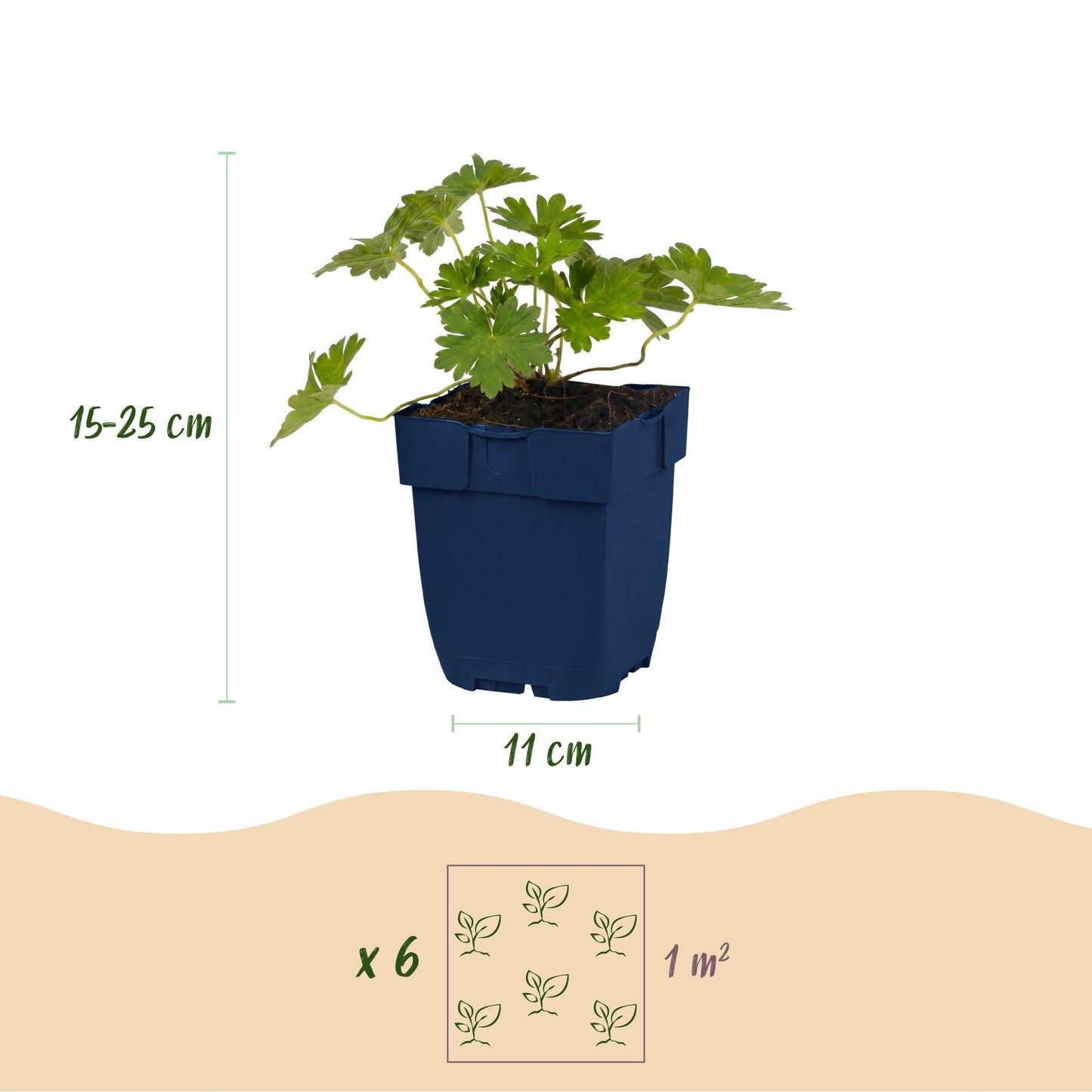 Vasteplant - Geranium 'Rozanne' - Ooievaarsbek - Bodembedekkend - Blauw - 12 Planten - Pot 11cm - Hoogte 15-25cm