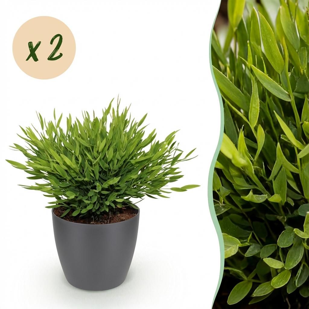 Houseplant - Bamusa Pogonatherum Monica - Bamboo Grass - Pet-Friendly Plant - Green - 2 Plants - with Grey Pot - Pot 12cm - Height 20cm