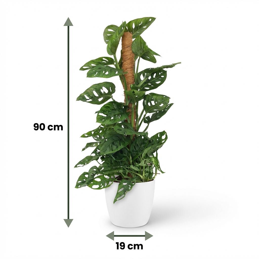 Green boutiQ - Indoor Plant - Monkey Mask - Monstera Adansonii Moss Pole - Green - Low Maintenance - 1 Plant - with White Pot - 19cm Pot - 90cm Height