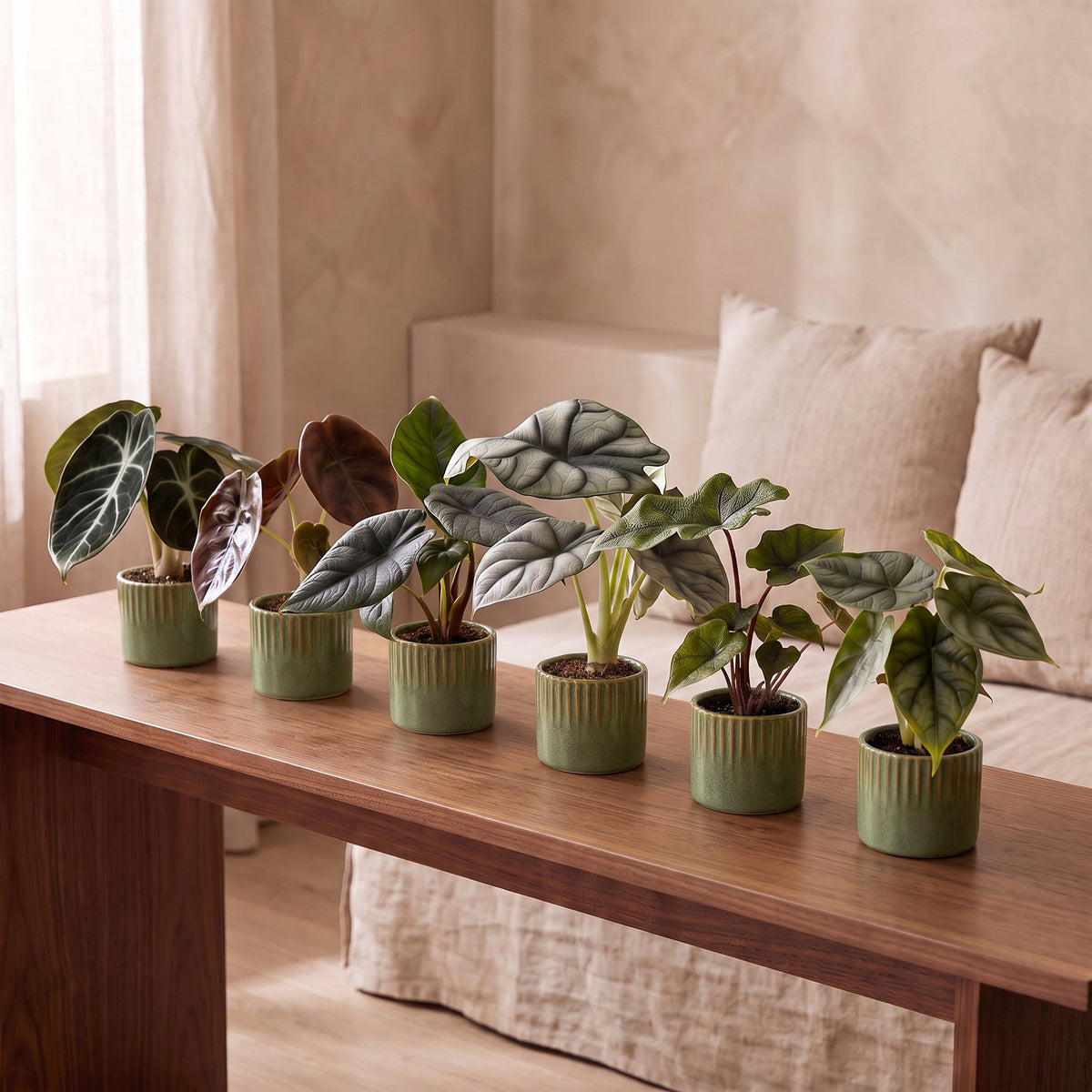 6x Baby Alocasia Familie - Rood - Groen - Zwart - Zilver - Grijs - Tropisch - incl. Linnea Olive - Ø6cm - ↕12cm