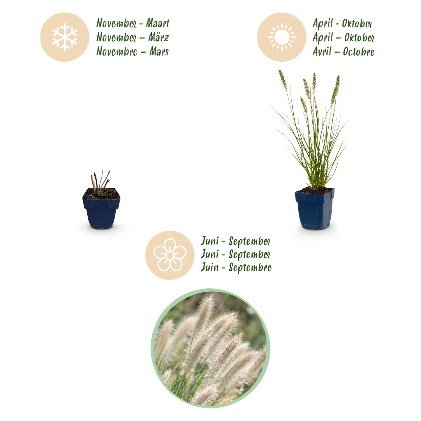 Grasses - Pennisetum alop. Hameln - Fountain Grass - With Plume - Green - 1 Plant - Pot 11cm - Height 15-25cm
