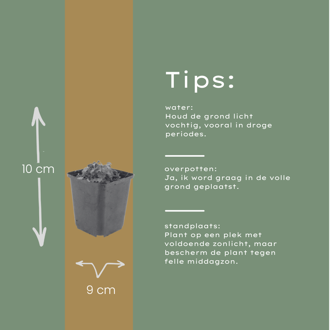 12x Campanula portenschlagiana - ↕10-25cm - Ø9cm