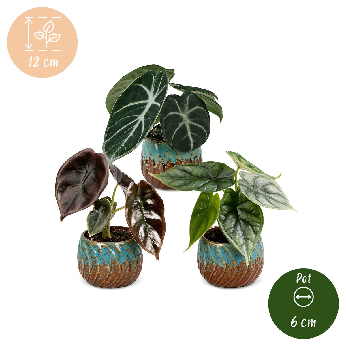 3x Baby Alocasia Tricolour - Red - Green - Black - Tropical - incl. Copper Reef - Ø6cm - ↕12cm