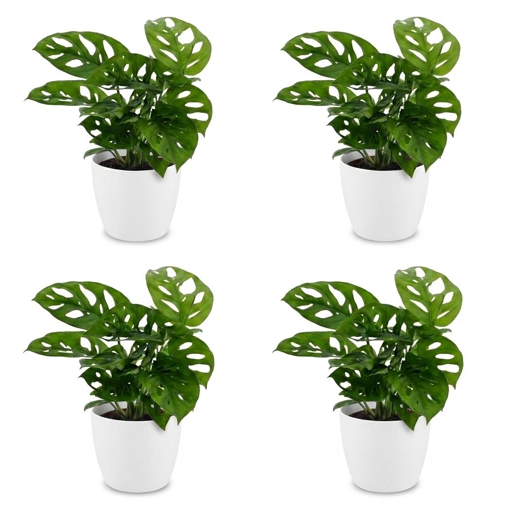Green boutiQ - Monstera Adansonii - Monstera Adansonii - 4 Plants - with Potter Wit - Pot 12cm - Height - 25cm