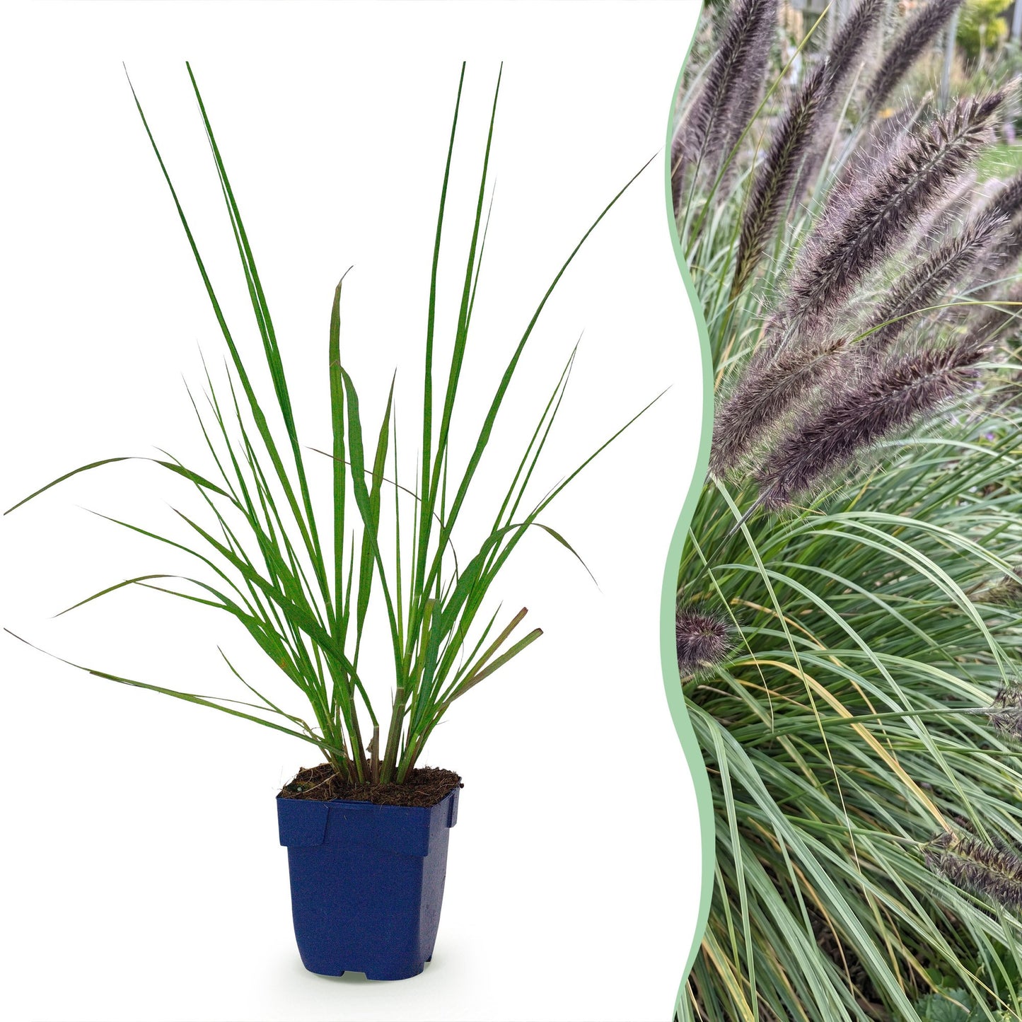 Grasses - Pennisetum alopecuroides 'Black Beauty' - Fountain Grass - With Plume - Green - 1 Plant - 11cm Pot - 15-25cm Height