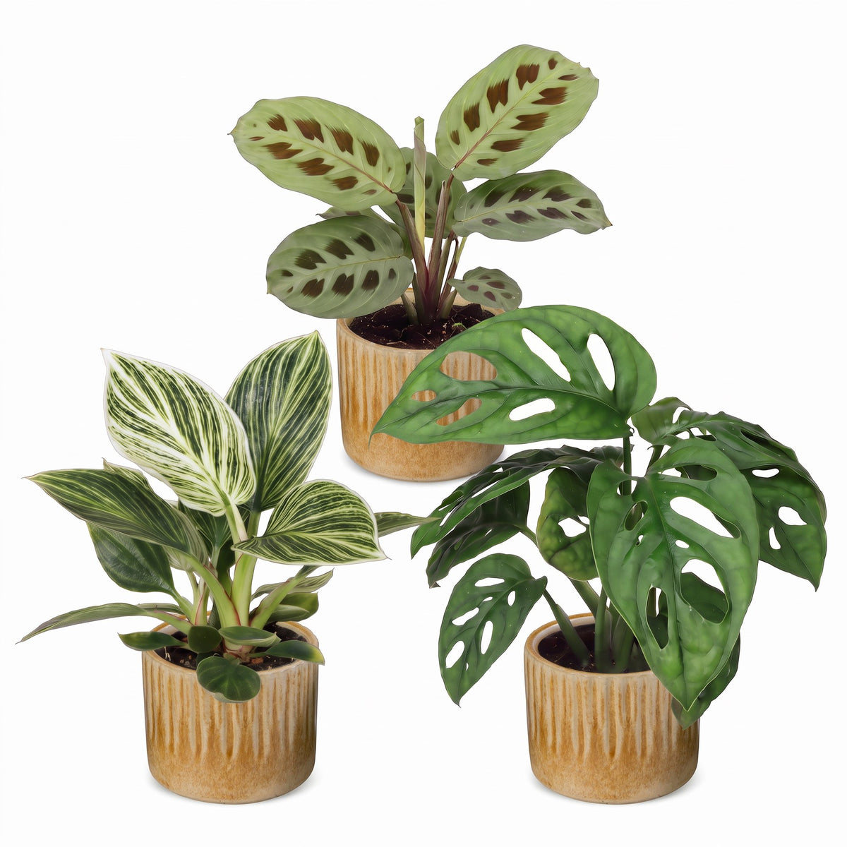 3x Baby Plant Surprise Box - Small plants surprise box - Assorted - Tropical - incl. Linnea Honey - Ø6cm - ↕5-15cm