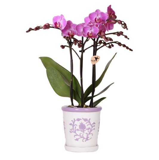 Kolibri Orchids | Orchidea viola Vienna + Malaga vaso decorativo Lila - dimensioni vaso Ø9cm | pianta da appartamento fiorita - fresca dal coltivatore