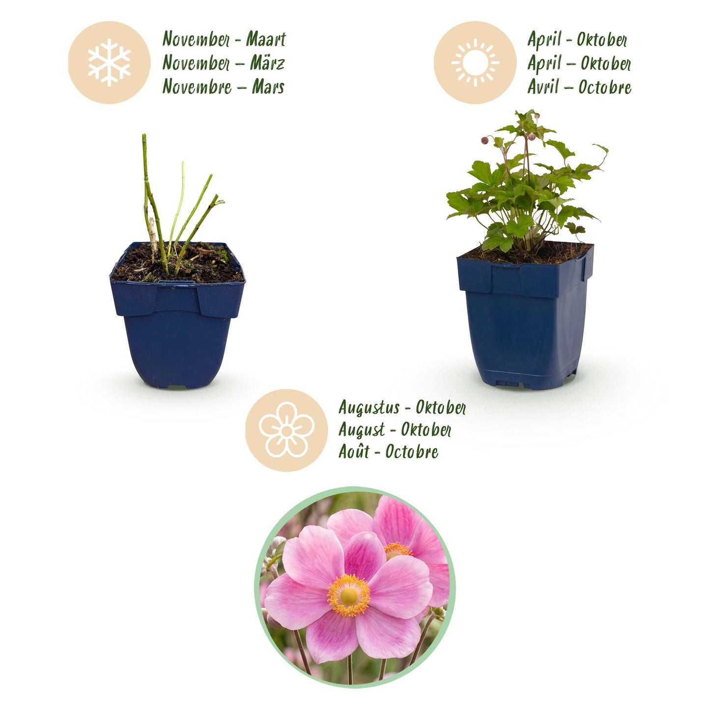 Vasteplant - Anemone hup. Splendens - Herfst Anemoon - Schaduw - Donker Roze - 3 Planten - Pot 11cm - Hoogte 15-25cm
